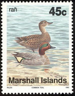 Colnect-1599-536-Eurasian-Teal-Anas-crecca.jpg