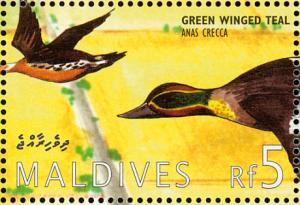 Colnect-1631-402-Eurasian-Teal-Anas-crecca.jpg