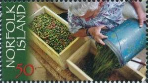 Colnect-7634-226-Kentia-Palm-Seed-Harvest.jpg