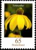 Colnect-5199-131-Rudbeckia-fulgida---Coneflower.jpg