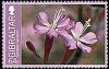 Colnect-2453-315-Gibraltar-campion.jpg