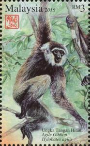 Colnect-3241-386-Agile-Gibbon-Hylobates-agilis.jpg