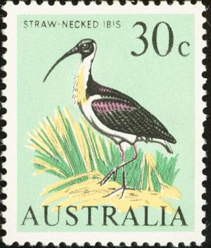 Colnect-2047-981-Straw-necked-Ibis-Threskiornis-spinicollis.jpg