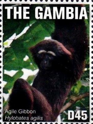 Colnect-3531-870-Agile-Gibbon-Hylobates-agilis.jpg