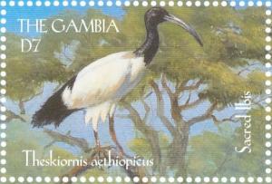 Colnect-4028-970-African-Sacred-Ibis%C2%A0Threskiornis-aethiopicus.jpg