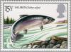 Colnect-122-299-Atlantic-Salmon-Salmo-salar.jpg