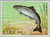 Colnect-128-674-Atlantic-Salmon-Salmo-salar.jpg