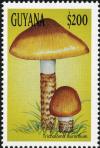 Colnect-3117-560-Tricholoma-aurantium.jpg