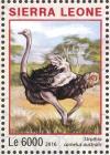 Colnect-3566-117-Ostrich-Struthio-camelus.jpg