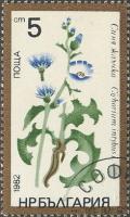 Colnect-654-172-Cichorium-intybus.jpg