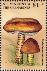 Colnect-1764-308-Tricholoma-aurantium.jpg