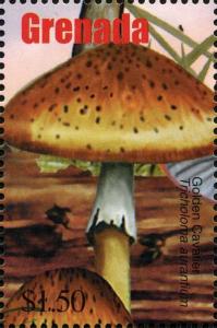 Colnect-3076-993-Tricholoma-aurantium.jpg