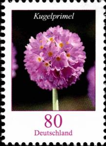 Colnect-5205-814-Primula-denticulata---Drumstick-Primrose.jpg