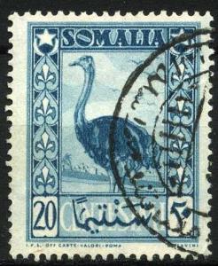 Colnect-1550-210-Somali-Ostrich-Struthio-molybdophanes.jpg