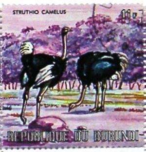 Colnect-1493-005-Ostrich-Struthio-camelus.jpg