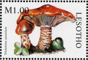 Colnect-1736-204-Tricholoma-aurantium.jpg