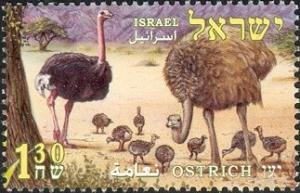 Colnect-2249-940-Ostrich-Struthio-camelus.jpg