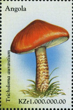 Colnect-2979-946-Tricholoma-aurantium.jpg