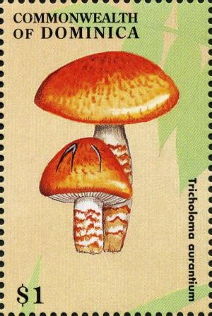 Colnect-3037-965-Tricholoma-aurantium.jpg