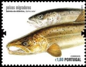 Colnect-3374-751-Atlantic-Salmon-Salmo-salar.jpg