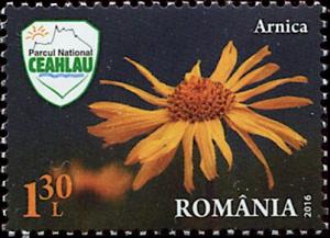 Colnect-5605-087-Arnica-Arnica-montana.jpg