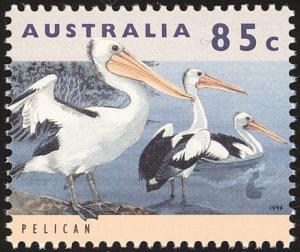 Colnect-604-120-Australian-Pelican-Pelecanus-conspicillatus.jpg