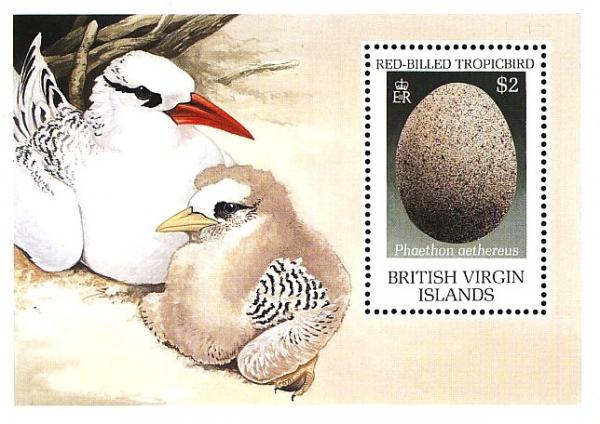 Colnect-2621-671-Red-billed-Tropicbird-Phaethon-aethereus---Egg.jpg