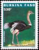 Colnect-3968-309-Ostrich-Struthio-camelus.jpg