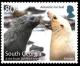 Colnect-4773-903-Antaractic-Fur-Seal--Two-Females.jpg