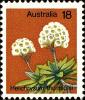 Colnect-4010-723-Helichrysum-Thomsonii.jpg