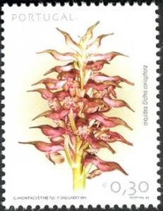 Colnect-568-018-OrchidOrchis-coriophora.jpg