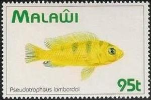 Colnect-1734-962-Kenyi-Cichlid-Pseudotropheus-lombardoi.jpg