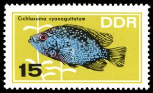 Colnect-1974-781-Texas-Cichlid-Cichlasoma-cyanoguttatum.jpg