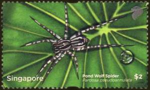 Colnect-3093-092-Pond-Wolf-Spider-Pardosa-pseudoannulata.jpg