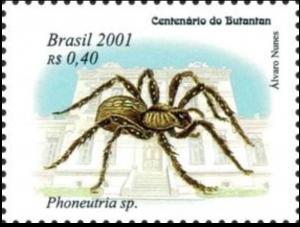 Colnect-4042-802-Spider-Phoneutria-sp.jpg