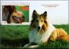 Colnect-2859-604-Rough-Collie-Canis-lupus-familiaris.jpg