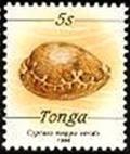 Colnect-3670-171-Map-Cowrie-Cypraea-mappa-viridis.jpg