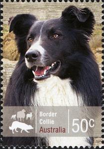 Colnect-472-687-Border-Collie-Canis-lupus-familiaris.jpg