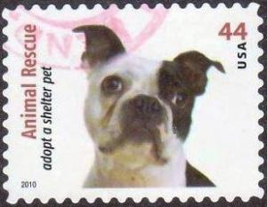 Colnect-1699-660-Boston-Terrier-Canis-lupus-familiaris.jpg