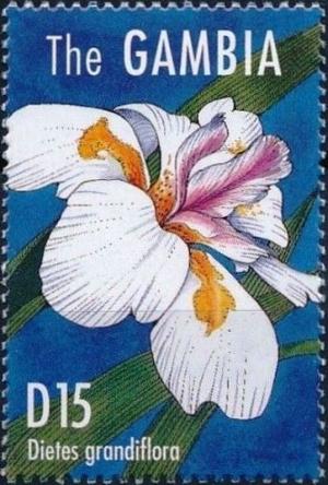 Colnect-4698-160-Dietes-grandiflora.jpg