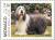 Colnect-149-411-Rough-Collie-Canis-lupus-familiaris.jpg