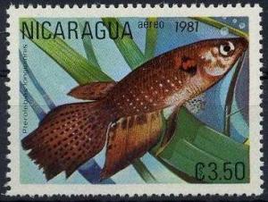 Colnect-1497-053-Long-Fin-Killifish-Pterolebias-longipinnis.jpg