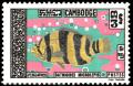 Colnect-2777-189-Siamese-Tigerfish-Coius-microlepis.jpg