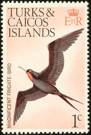 Colnect-1764-318-Magnificent-Frigatebird-Fregata-magnificens.jpg