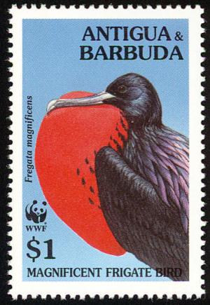 Colnect-1767-793-Magnificent-Frigatebird-Fregata-magnificens.jpg