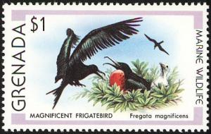 Colnect-1918-054-Magnificent-Frigatebird-Fregata-magnificens.jpg