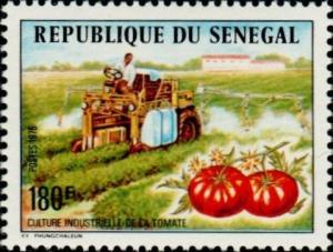 Colnect-2043-539-Irrigating-Tomato-Crop.jpg