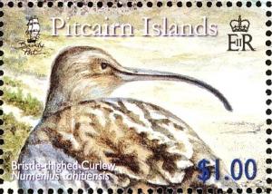 Colnect-2517-361-Back-of-Bristle-thighed-Curlew-Numenius-tahitiensis.jpg