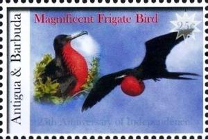 Colnect-3430-539-Magnificent-Frigatebird-Fregata-magnificens.jpg