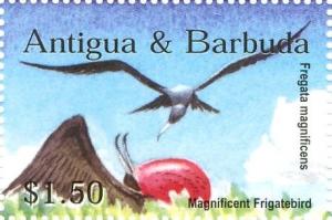 Colnect-3498-530-Magnificent-Frigatebird-Fregata-magnificens.jpg